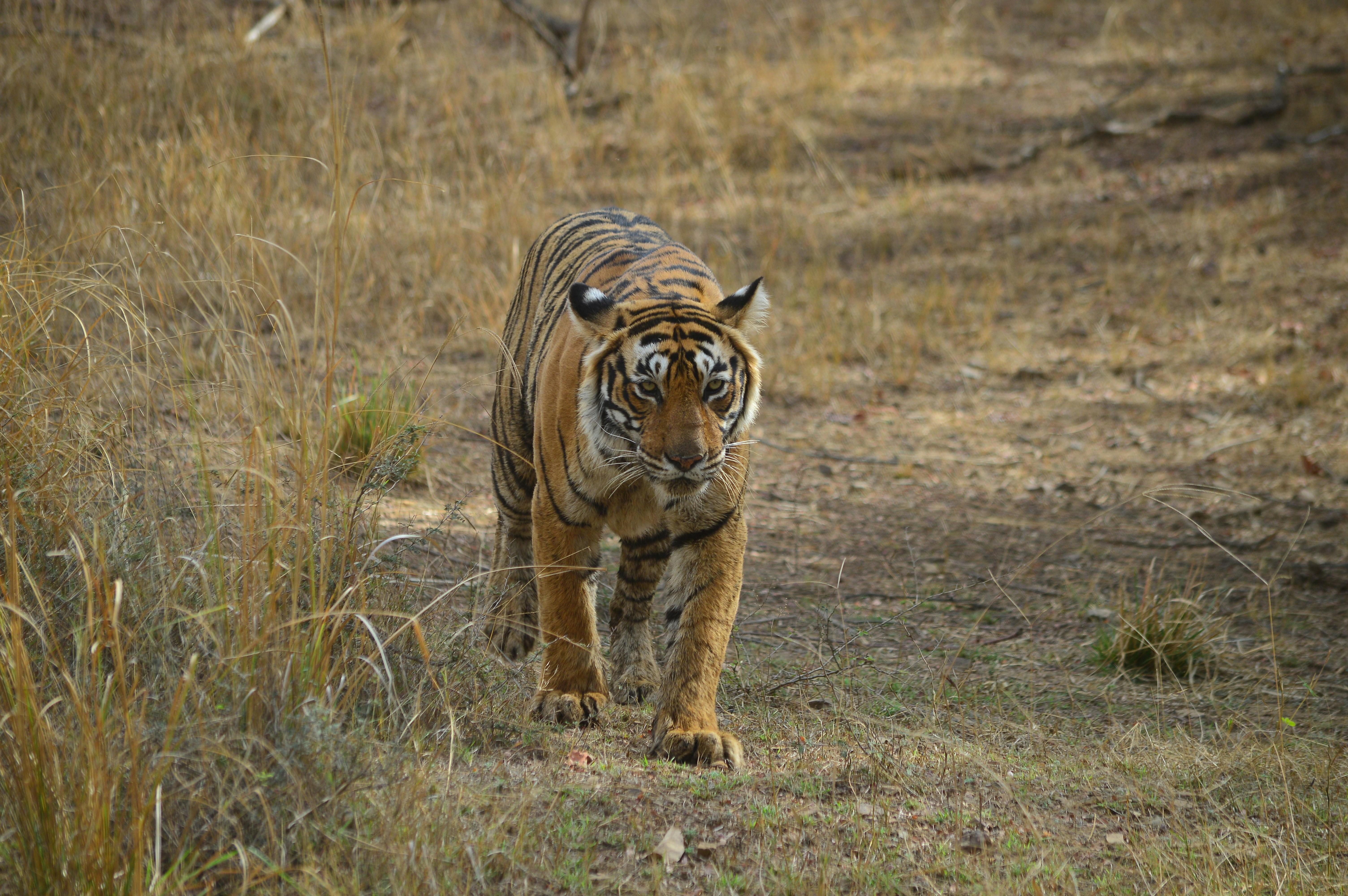 Ranthambore Safari